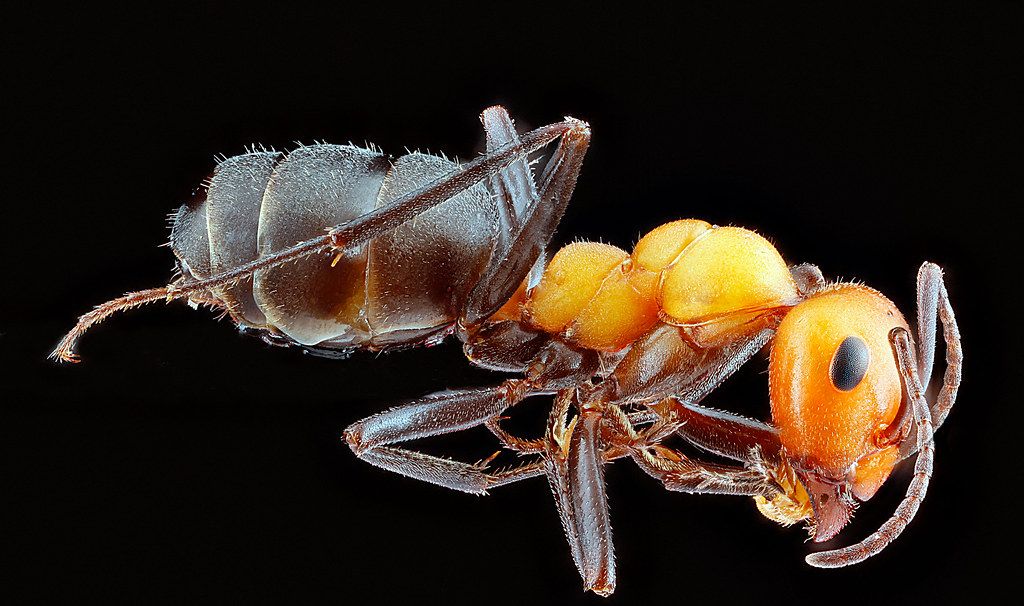 Ant Control service in Daly City, CA