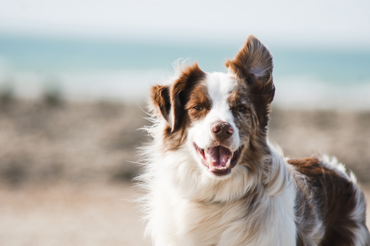 Flea & Tick Control service in Daly City, CA