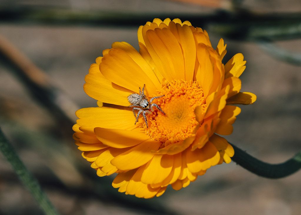 Spider Control service in Daly City, CA